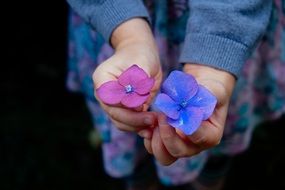 purple and blue flowers in female hands