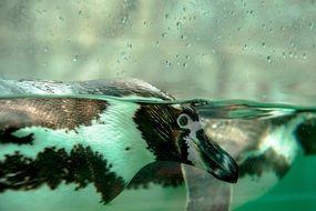 penguin in water close up