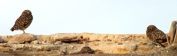 three owls on rock, chile