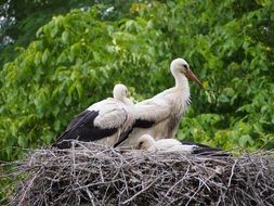 stork nest zurich zoo