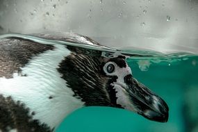 cute penguin diving underwater