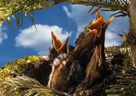 chicks with open beaks in the nest