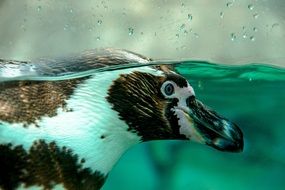 Portrait of wild penguin is under water
