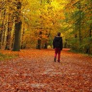 view from the back of the boy walking along the paths of the park autumn