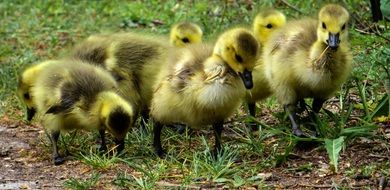 april chicks