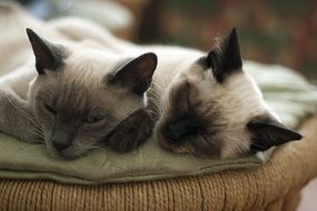 sleepy snouts of gray cats