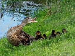duck with her ducklings go into the river