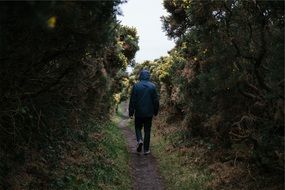 male hiker in the forest