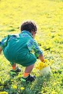 little boy collecting dandelions