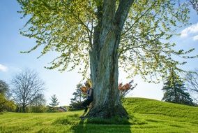 woman leaning on large park tree