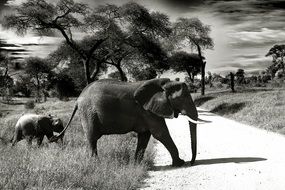 black-and-white photo of elephant and baby elephant