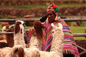 man in traditional clothe and llamas, peru