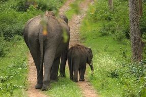 mother elephant calf india