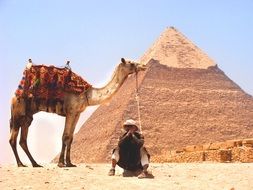 camel stands near a man, egypt