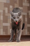 crazy grey cat