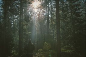 hiker enjoying morning in the forest