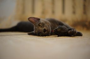 gray cat plays with a toy mouse