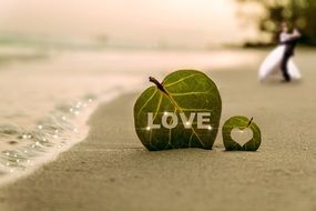 coast leaf love