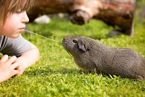 guinea pig playing with a guinea pig
