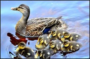 duck with ducklings swimming in the water