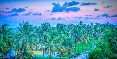 fabulous palm trees beach miami