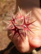 star in hand
