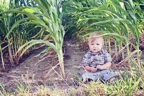 Cute young child is on a cornfield