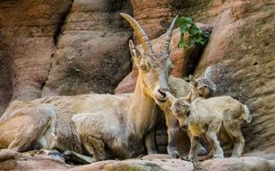 family of goats in the mountains