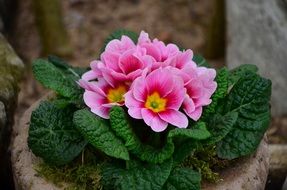 pink primrose flowers