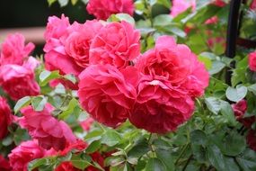 incredibly beautiful roses pink flowers