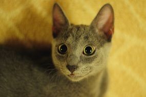 gray cat on a yellow background