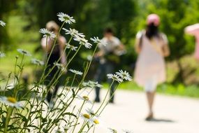 summer daisies on the background of walking people