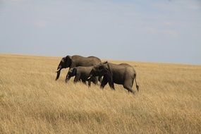 wild elephant family walks on dry grass