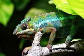 Closeup photo of the multicoloured chameleon