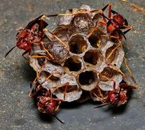 hornet's nest with eggs