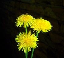 three dandelions at black background