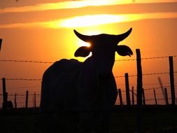 picture of the cattle silhouette at the background of the sunset