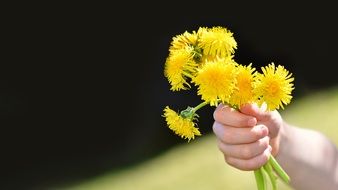 bouquet of dandelions in the hand of a child