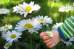 child's foot and daisies