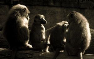 four lovely monkeys have a rest, sitting on a log