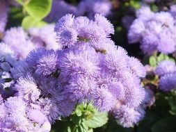 purple ageratum flowers