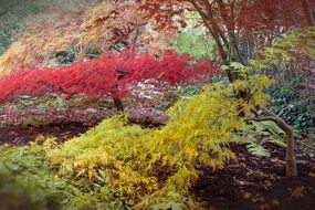 japanese maple garden