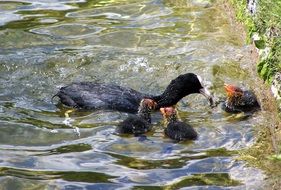 coot family are swimming in a river