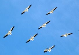 pelicans fly in the clear sky