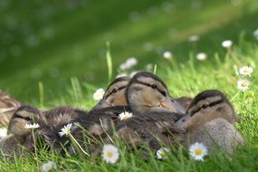 ducklings lie in the green grass