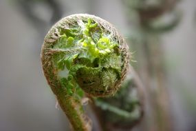 the shoots of young fern close up