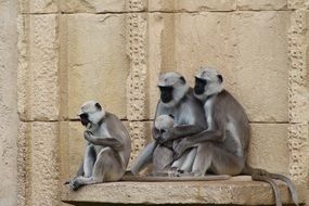 monkey family sitting at old stone wall
