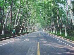 street alley with trees