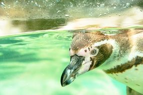 small penguin is swimming underwater