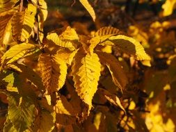 yellow beech leaves at sunny autumn day